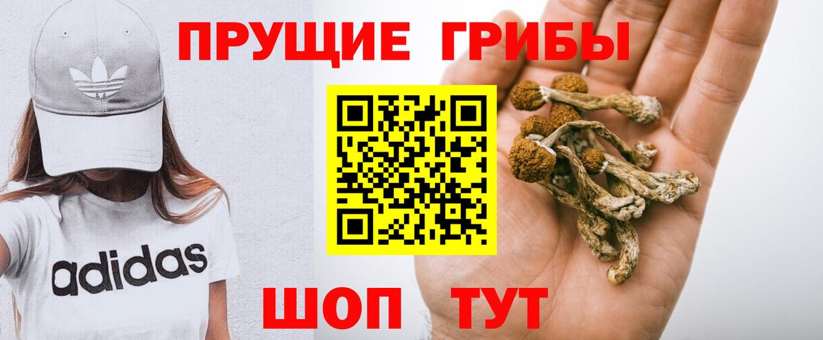 Тара  Галлюциногенные грибы Magic Shrooms  Галлюциногенные грибы GOLDEN TEACHER  даркнет сайт  Вход с VPN 